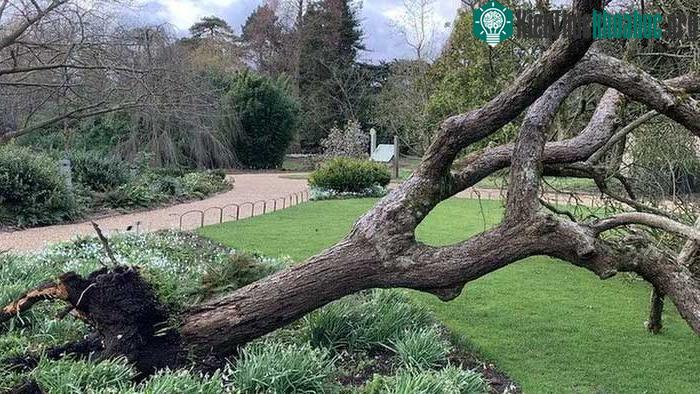 Cây táo của Newton trong khu vườn Đại học Cambridge bị bão đánh đổ.