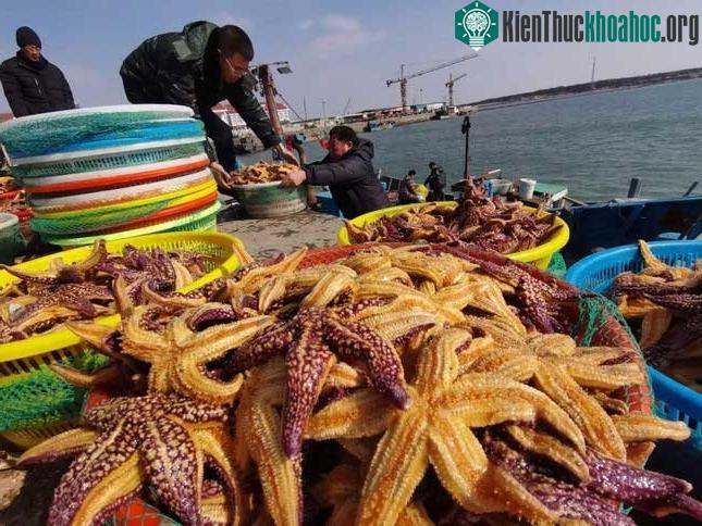 Ngư dân Trung Quốc sợ hãi vì "cướp biển 5 chân" ăn sạch ngao ảnh 1