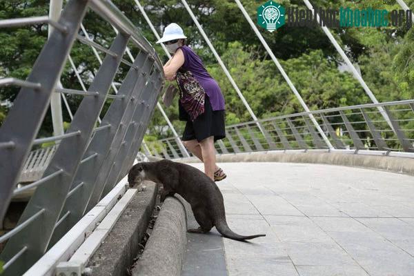 Rái cá là một loài động vật bản địa của Singapore