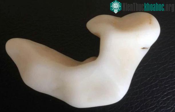 Đào ao ở sân sau, lão nông tình cờ đụng trúng sinh vật biển cổ đại hóa ngọc cực hiếm ảnh 1