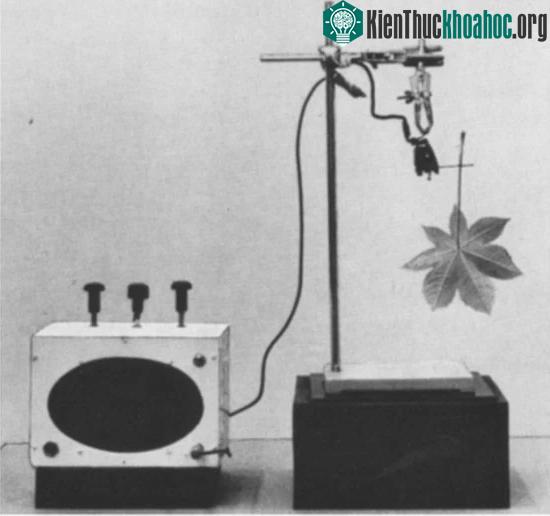 Các nhà khoa học đã phát hiện ra những rung động trên lá và cuống lá cây thầu dầu.