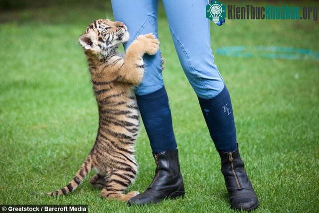 Chú hổ Bengal bất hạnh bị mẹ ruồng bỏ, may mắn tìm lại được hơi ấm từ người bạn thân khác loài ảnh 1