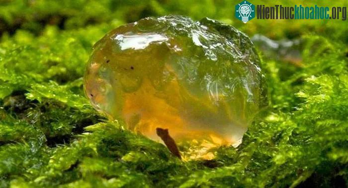 Không ai giải thích được thứ chất nhầy này là gì, chỉ biết nó mang tới dịch bệnh.