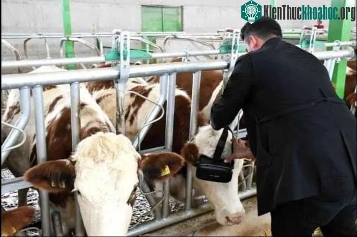 Người nông dân cho bò đeo kính VR với hy vọng có thể tăng sản lượng sữa ảnh 1