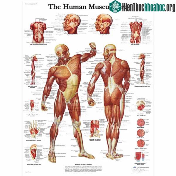 Hình ảnh minh hoạ các hệ thống cơ ở người.