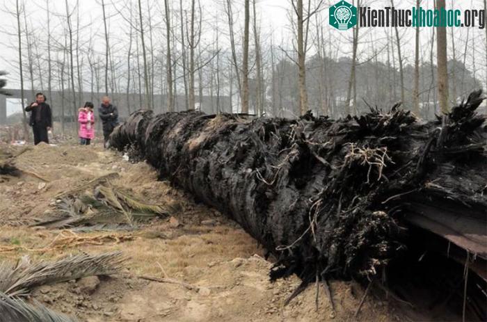 Những cây Kim tơ nam mộc âm trầm càng có giá trị cao.