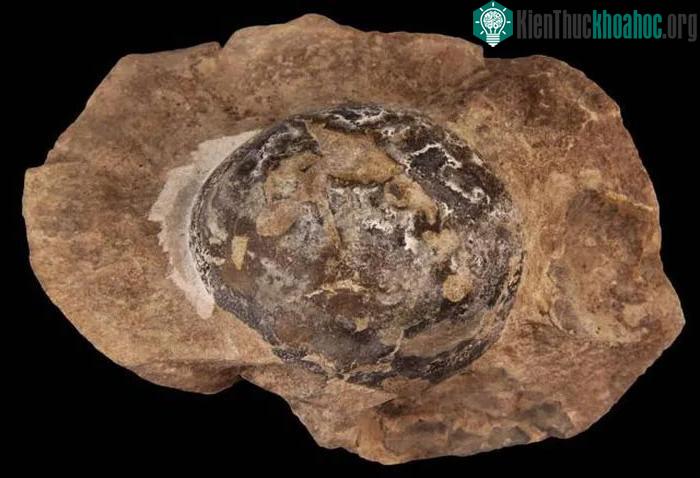 Mussaurus không phải là loài khủng long nhỏ nhất,