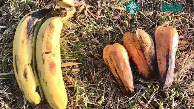 Trái chuối (bên trái) đặt cạnh trái enset (bên phải).