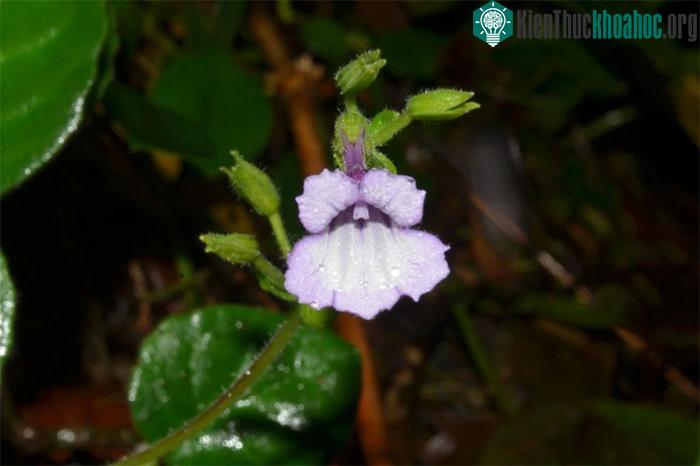 Loài hoa này cực kỳ đẹp được xem sắp nguy cấp theo tiêu chí Sách đỏ của IUCN.
