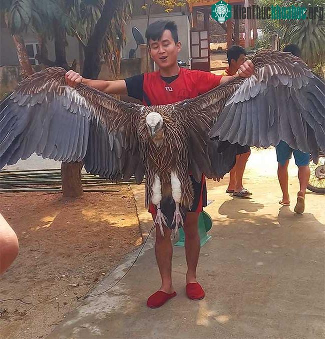 Sải cánh của con chim vô cùng ấn tượng.