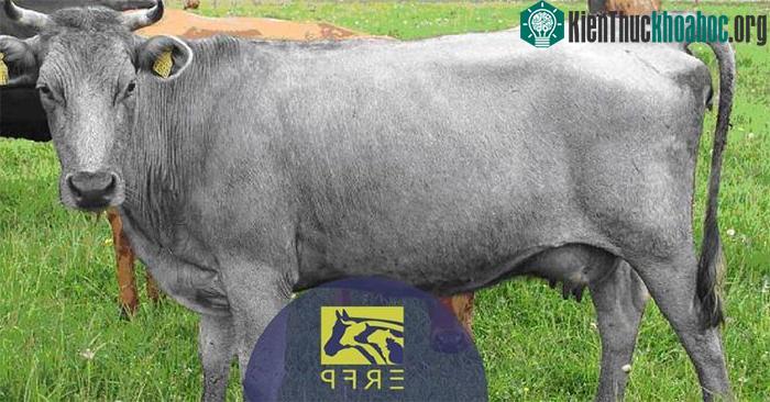 Bò xanh mạnh mẽ, độc lập và cường tráng có thể sống quanh năm ở ngoài trời.
