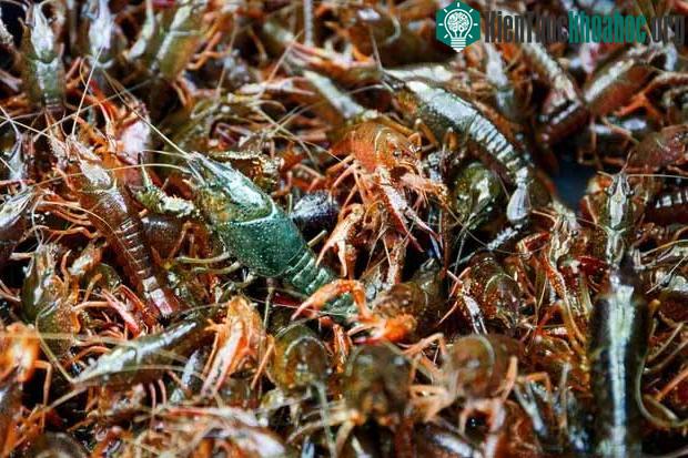 Loài tôm này cực kỳ nguy hiểm cho hệ sinh thái bản địa.