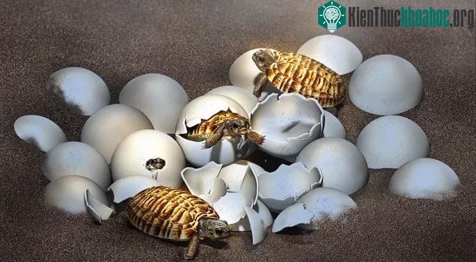 Ảnh đồ họa mô tả rùa quái thú khi mới nở