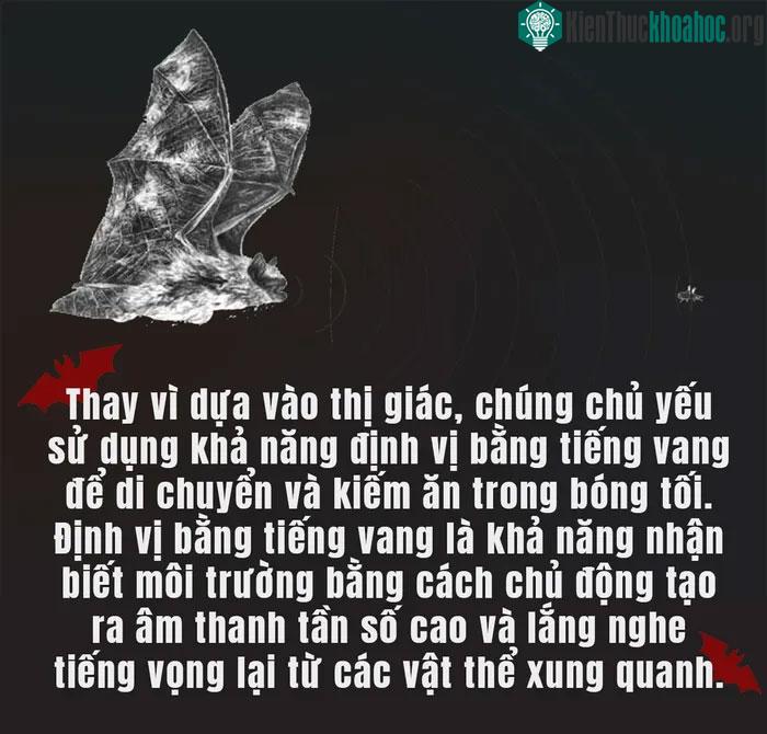 Ảnh mô phỏng cơ chế định vị bằng tiếng vang của dơi.