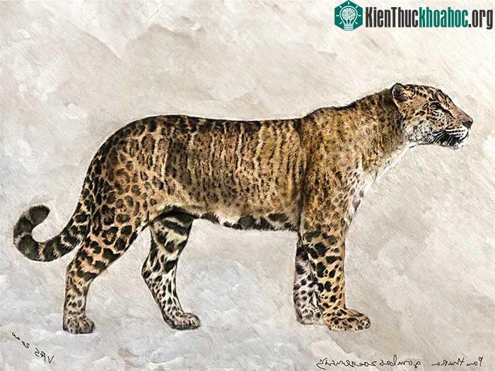 Panthera gombaszoegensis (Báo đốm Châu Âu)