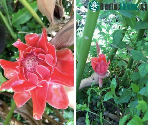 Loài hoa lạ mọc lấp ló sâu bên dưới bụi cây, vẻ đẹp phải gọi là tuyệt mĩ