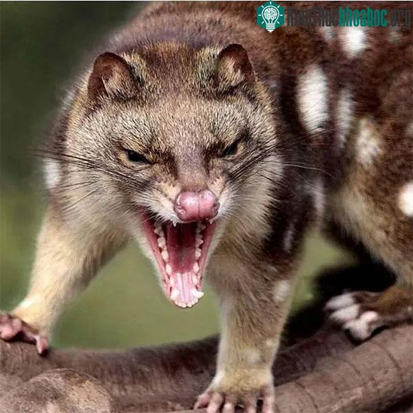 Loài động vật này có tập tính khá hung dữ trong giao phối.