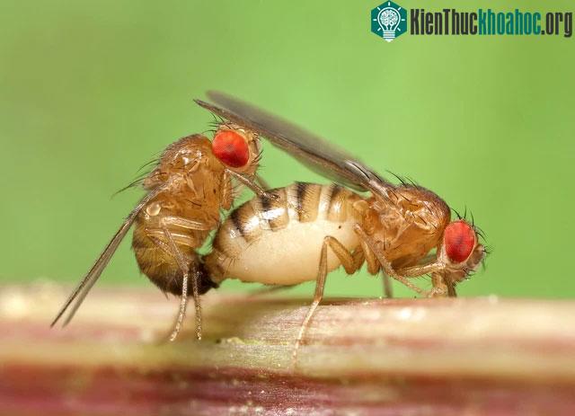 Việc chọn đẻ nhiều hay sống thọ ở loài ruồi này là một chiếc công tắc mắc ở mạch rẽ nhánh
