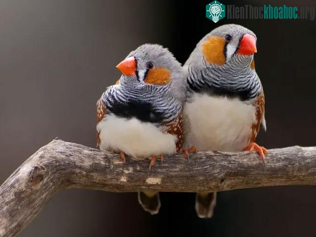 Nhiều loài chim sử dụng các tiếng báo động khác nhau tùy theo từng kẻ săn mồi.