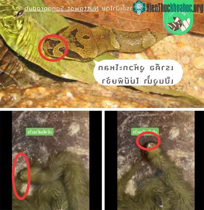 Giải mã sinh vật được cho là "thuồng luồng", toàn thân bao phủ lớp lông xanh rêu ảnh 1