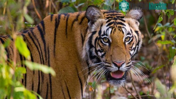 &nbsp;Một cá thể hổ trong khu bảo tồn Bandhavgarh.