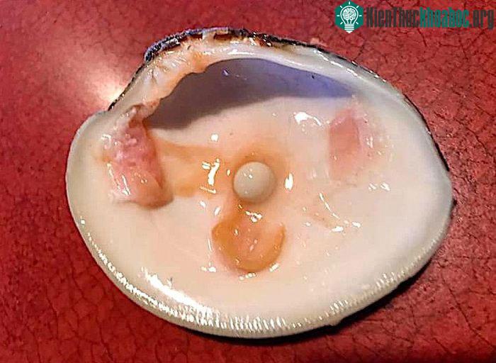 Cặp vợ chồng già đang ăn món khai vị bất ngờ phát hiện viên ngọc trai đắt giá ảnh 1