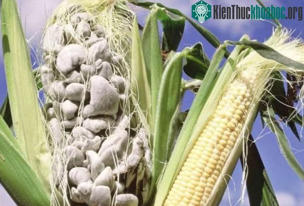 Đây là 1 loại nấm bệnh gây hại trên cây ngô.
