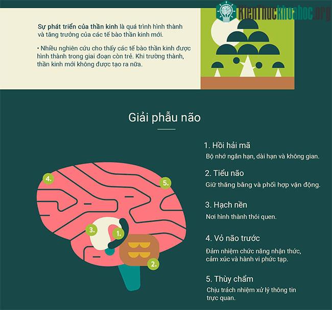 Làm thế nào để bộ não hình thành một thói quen mới? ảnh 1