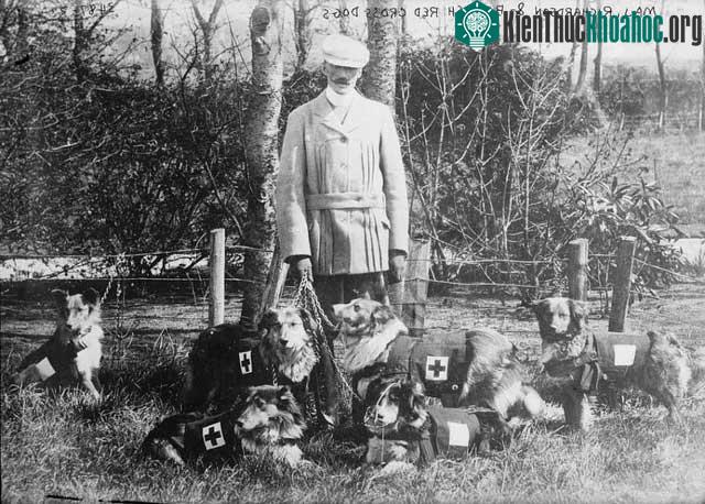 Ý tưởng sử dụng chó cứu thương trong chiến tranh mới chỉ manh nha bắt đầu vào năm 1890.
