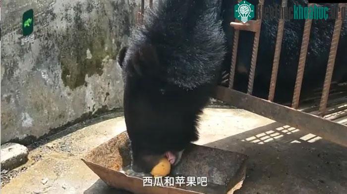 Càng lớn, nó càng giống với gấu hơn là chó.