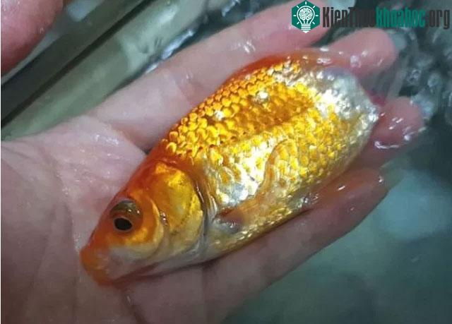 Phần đuôi của chú cá vàng gần như biến mất, trơ xương