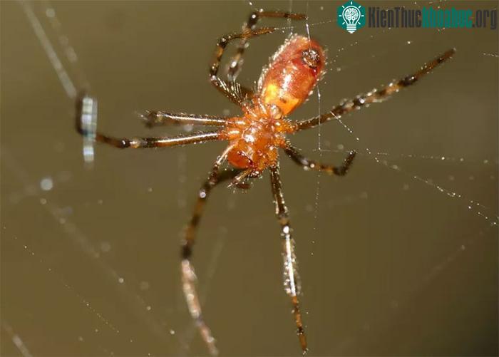 Loài nhện này cũng ưa chuộng lối sống ít thay đổi.