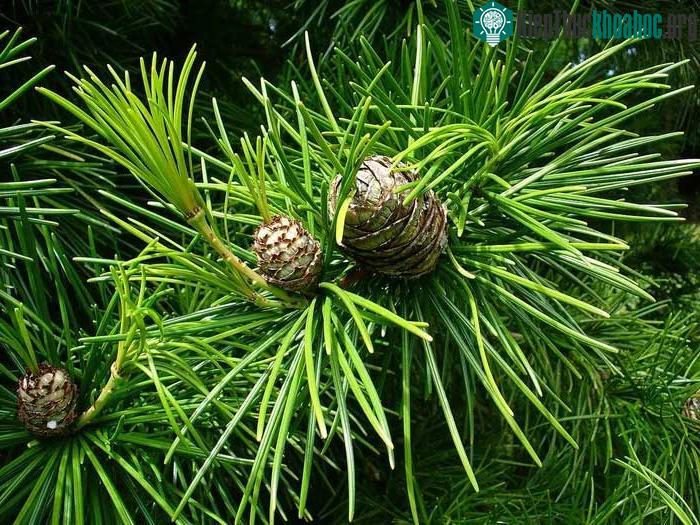 Cây kim tùng Nhật Bản