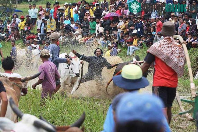 Những sự thật thú vị tại lễ hội đua bò Indonesia ảnh 10