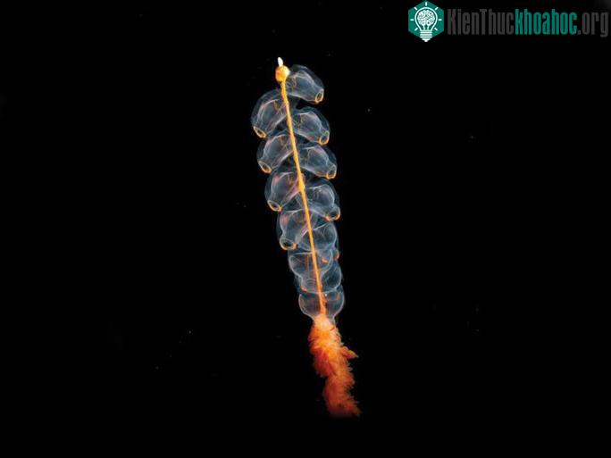Sứa ống Marrus Orthocanna.