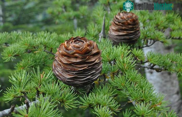 Cây tuyết tùng Lebanon