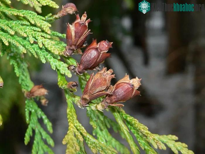 Cây tuyết tùng đỏ Tây Bắc Mỹ