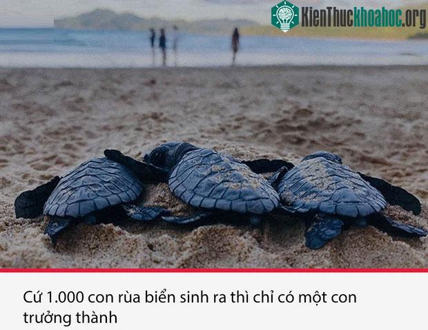Top 15 sự thật thú vị nhưng vô cùng ám ảnh, thể hiện một góc khác của thực tại chúng ta sống ảnh 12