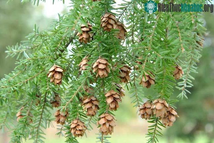 Cây thiết sam Tây Bắc Mỹ