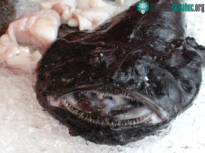 Phần đầu nhiều gai và lõm xuống.