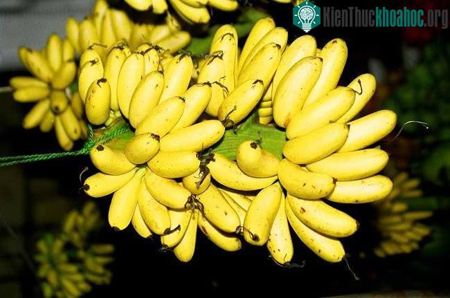 Mỗi ngày bạn ăn từ 2-3 quả chuối ngự sẽ giúp sản xuất huyết sắc tố trong máu.