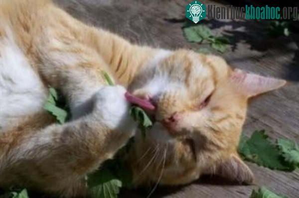 Hóa ra chẳng phải ốm đau gì, các “boss” chỉ ăn hơi lố cỏ mèo nên sinh ra ảo giác.