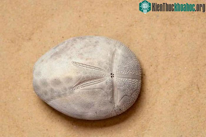 Hóa ra, đây thực chất là những con nhím khoai tây biển.