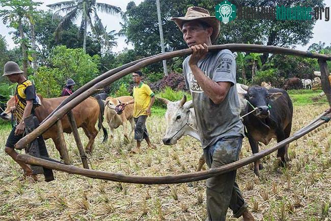 Những sự thật thú vị tại lễ hội đua bò Indonesia ảnh 2