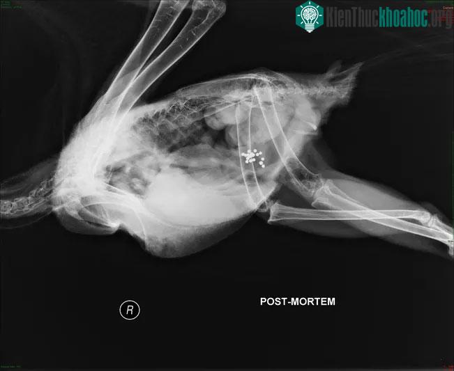 Hình chụp X-ray của một con đại bàng hói ăn phải mảnh chì