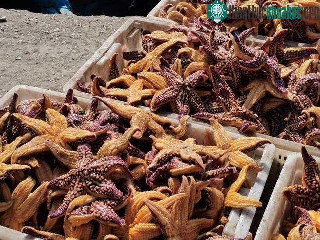 Ngư dân Trung Quốc sợ hãi vì "cướp biển 5 chân" ăn sạch ngao ảnh 2