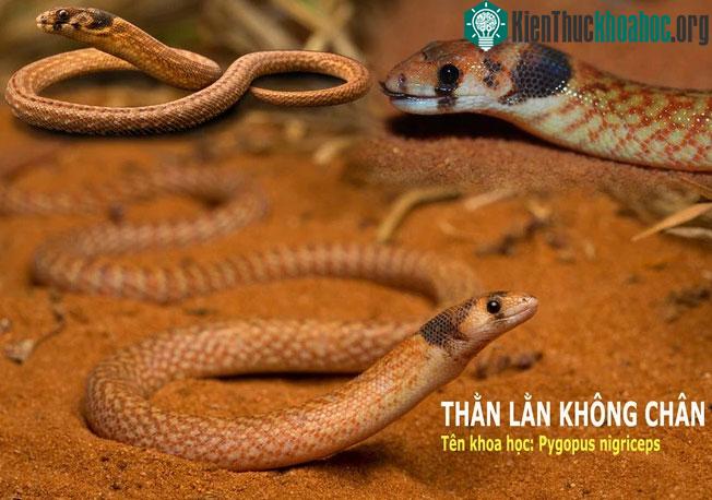Sinh vật bí ẩn giống rắn, đuôi chẻ đôi như đuôi của "người cá": Cái tên khiến ai cũng bất ngờ! ảnh 2
