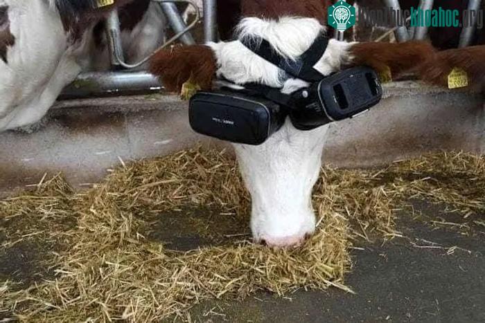 Người nông dân cho bò đeo kính VR với hy vọng có thể tăng sản lượng sữa ảnh 2