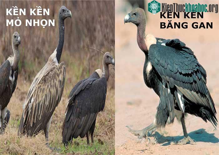 Hai loài kền kền từng sinh sống ở Việt Nam.