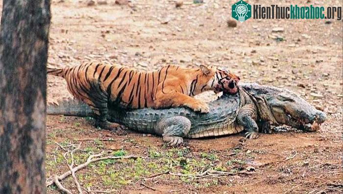 Machali luôn có bản tính thống trị và một cá tính mạnh mẽ trong đàn